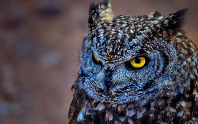 Bubo africanus