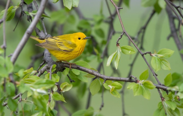 American Yellow Warbler