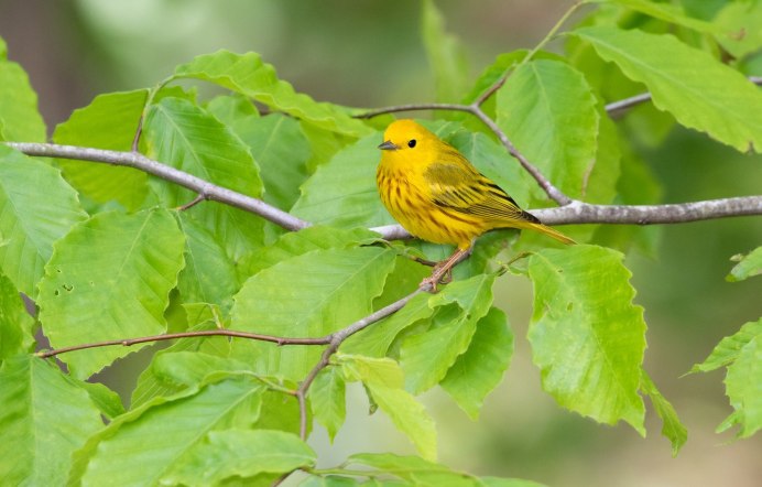 Yellow Warbler