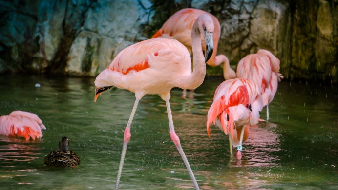Фламинго (Flamingo) новозеландская флорибунд