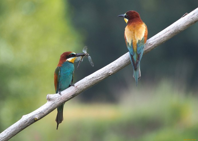 Rainbow Bee Eaters eat only?