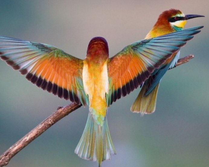 Merops ornatus