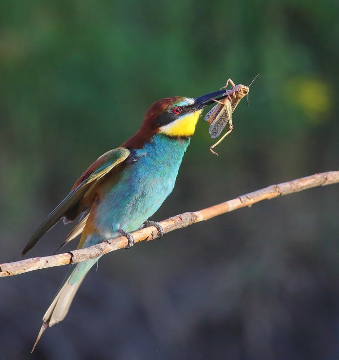 Bee Eater