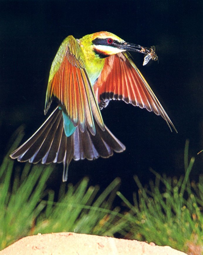 Merops ornatus