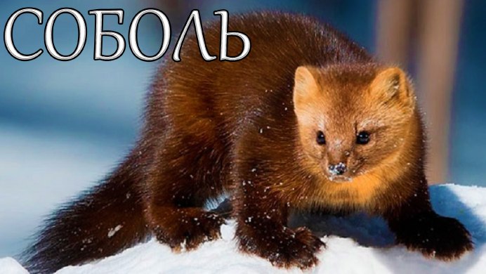 Песец серый