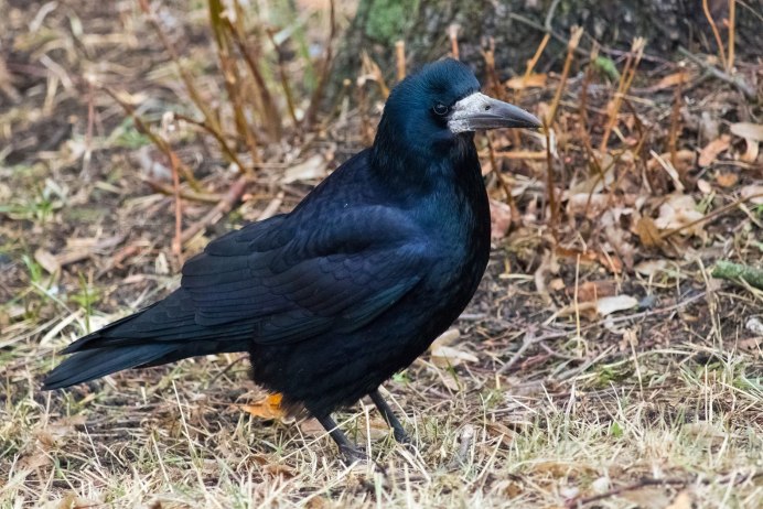 Птица в Ленинградской области Грач