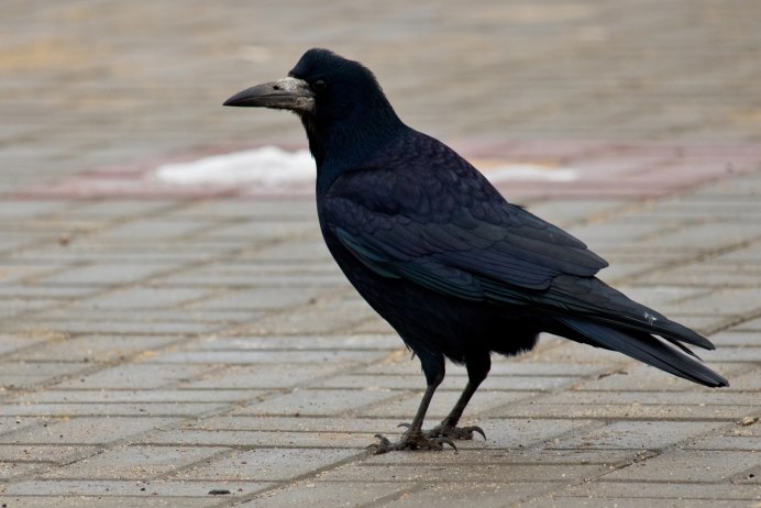 Грач фото птицы