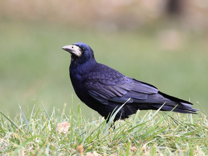 Ворон скворец Грач