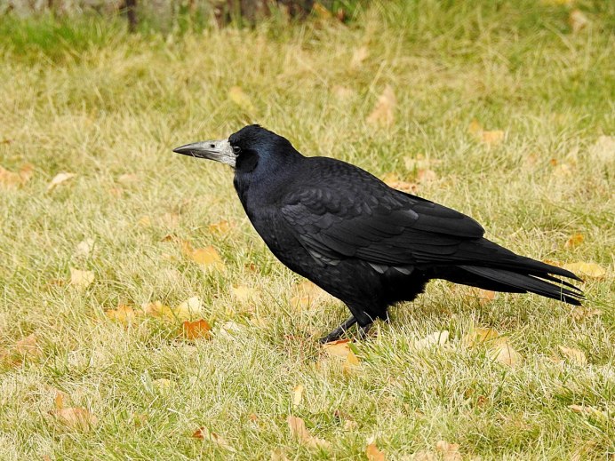 Птенец Грача