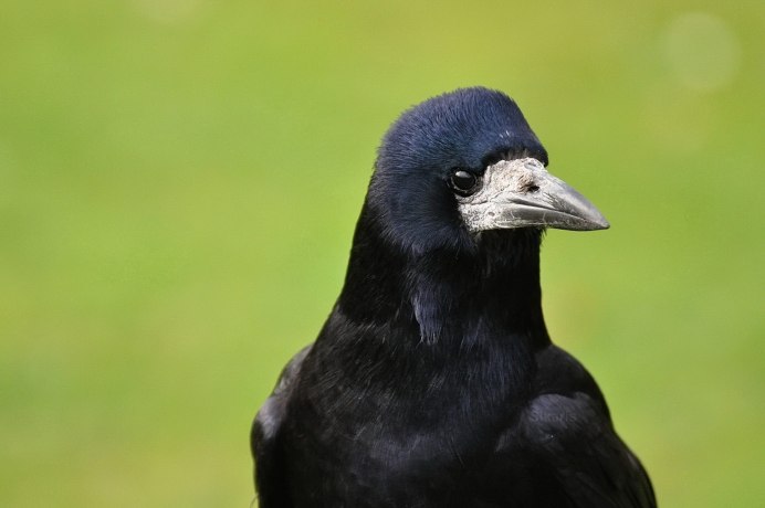 Грач Пархач