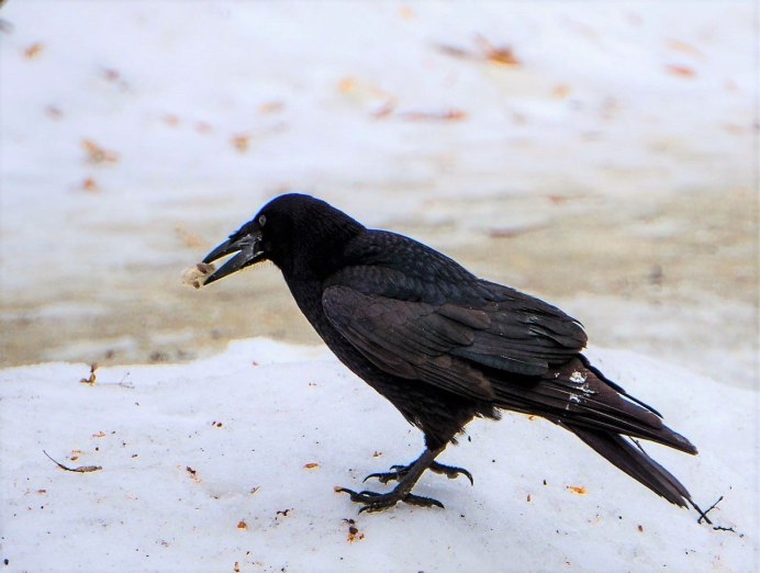 Грач (Corvus frugilegus)