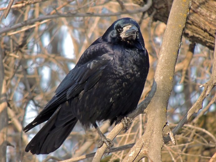 Птенец Грача