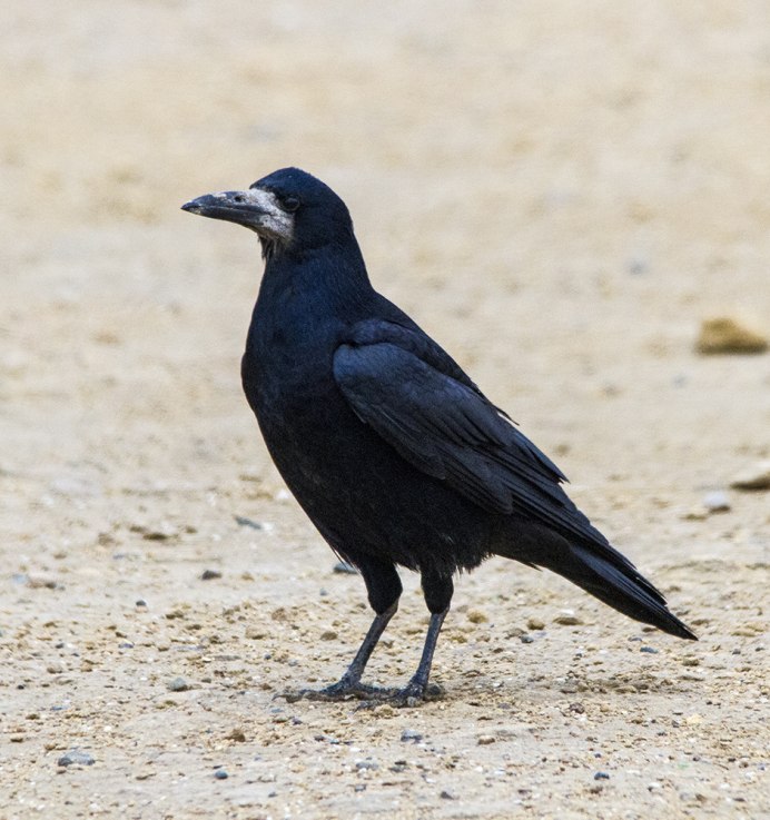 Грач птица Весенняя