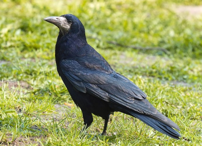 Грач (Corvus frugilegus)