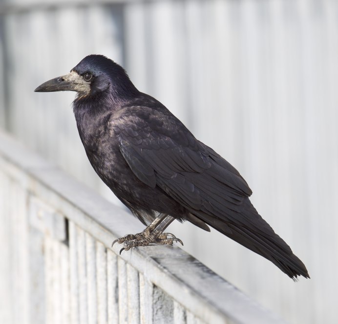 Corvus frugilegus