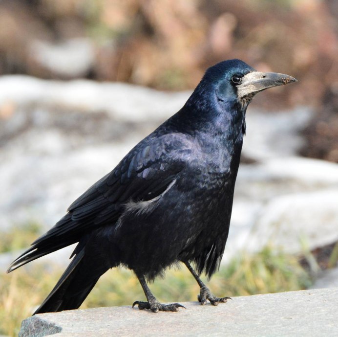 Грач птица Весенняя