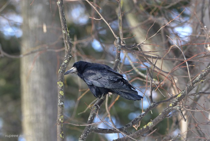 Белоносый Грач