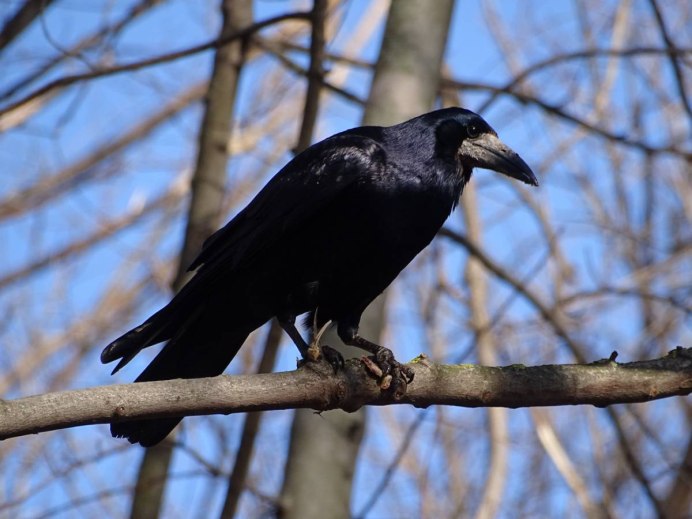 Грач желтоклювый