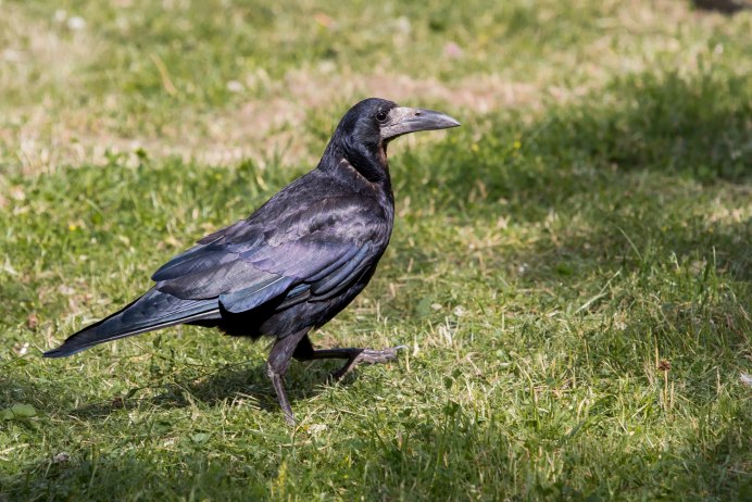 Грач (птица)
