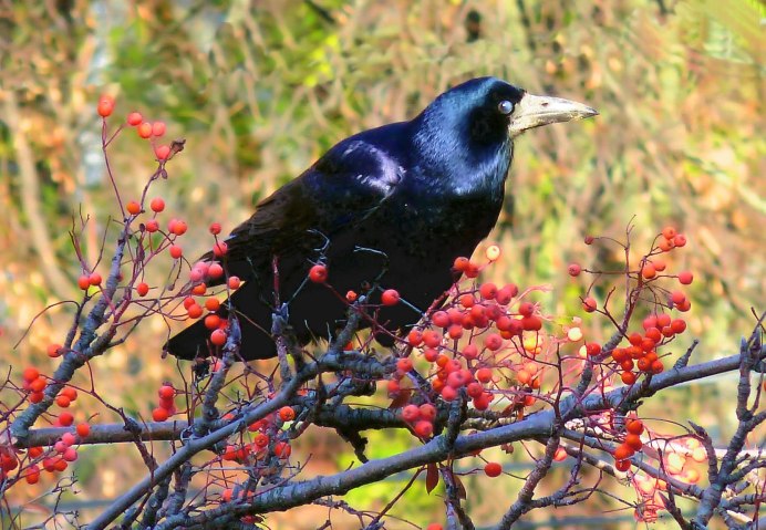 Цвет клюва Грача