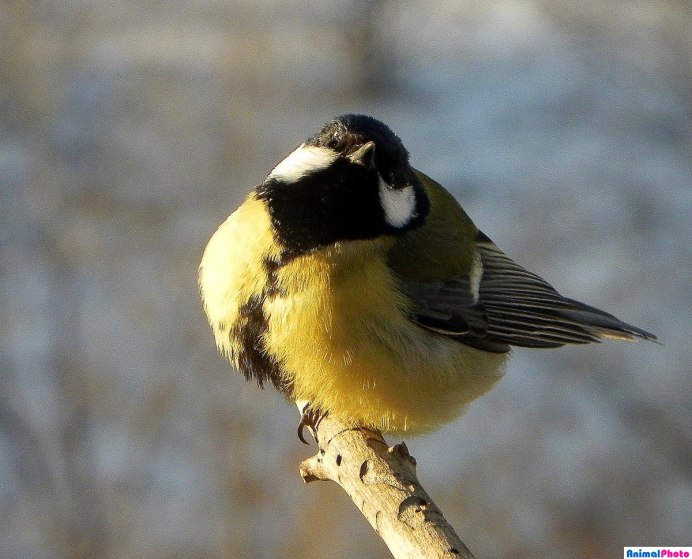 Синицы Оренбуржья