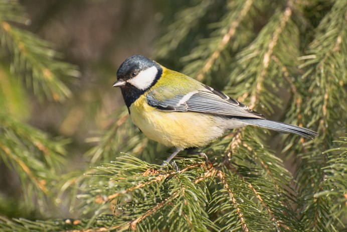 Синица лазоревка