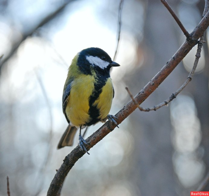 Сеница или синица птица