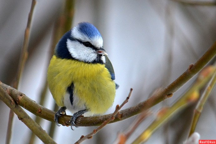 Синичка лазоревка