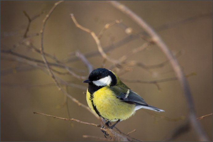 Разновидности синиц