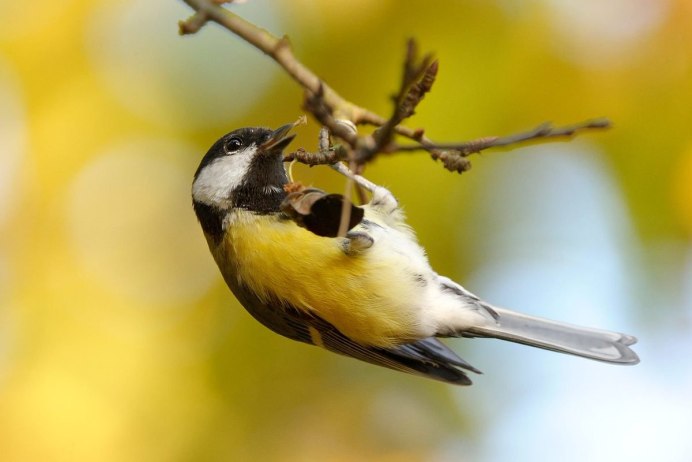 Птица синица большая