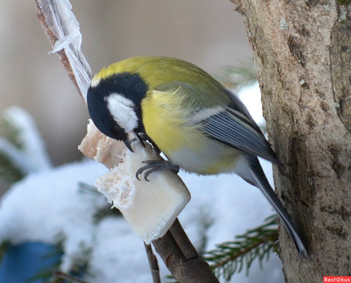 Лазоревка и большая синица