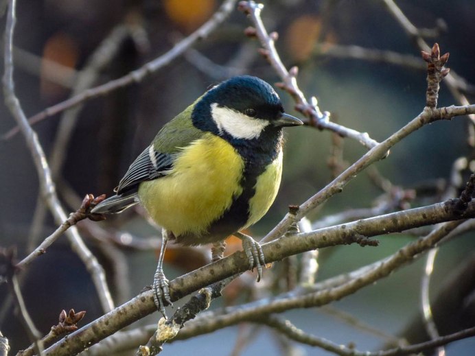 Отряд Воробьинообразные синица