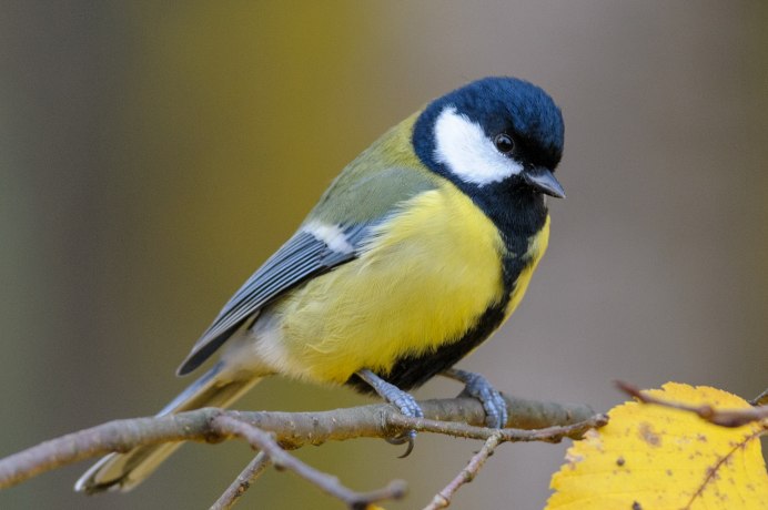 Лазоревка и большая синица