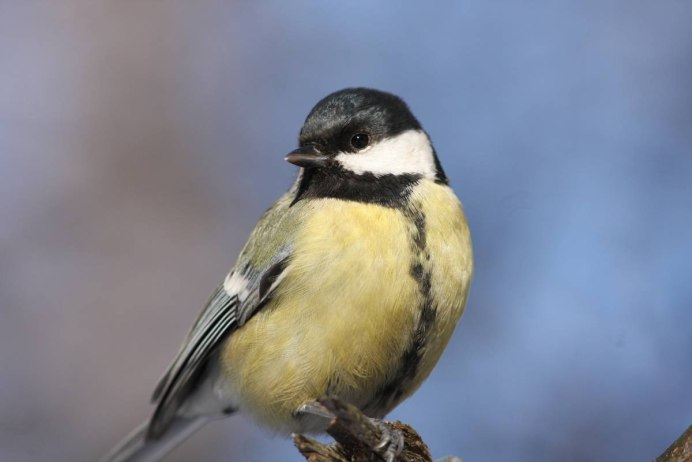 Лазоревка птица