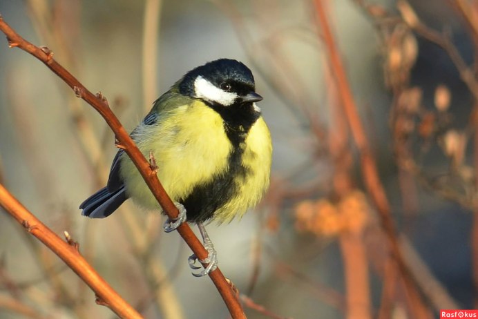 Большая синица