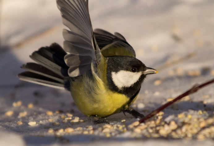 Синица фото