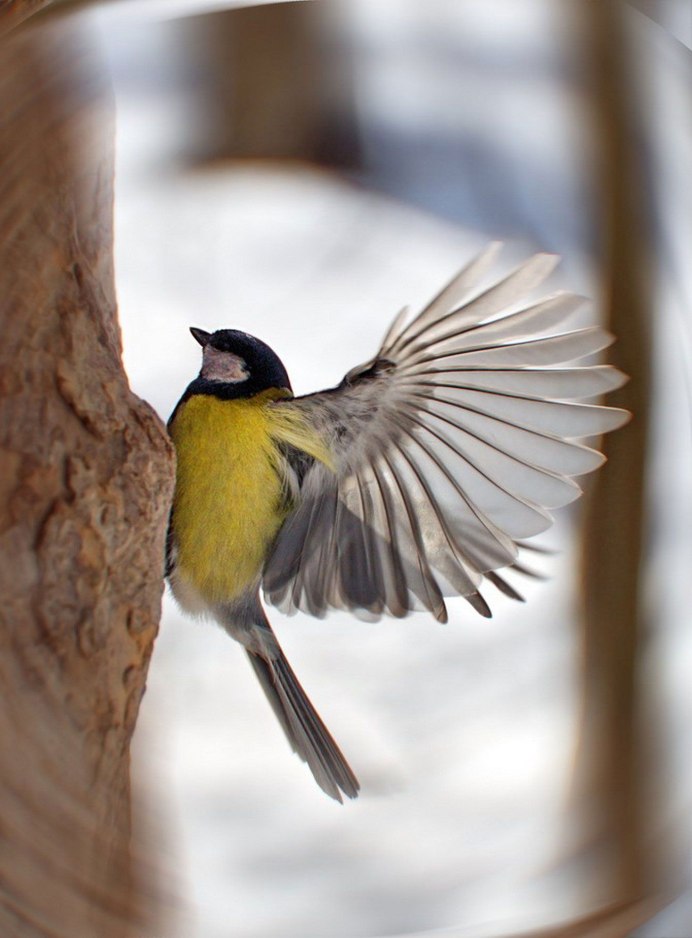 Зинзивер синица