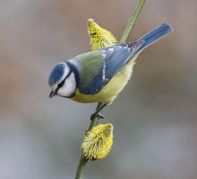 Птичка синичка