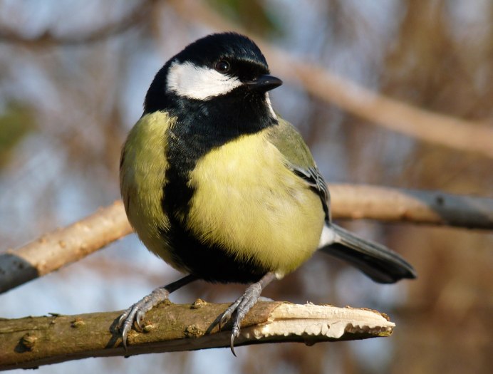 Лазоревка и большая синица