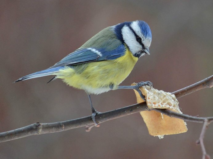 Птичка синица лазоревка