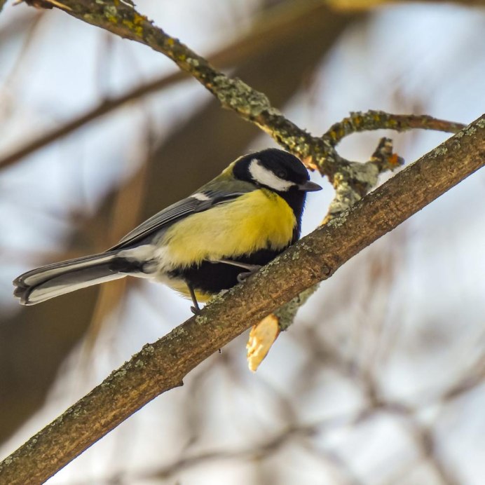 Лесная синичка