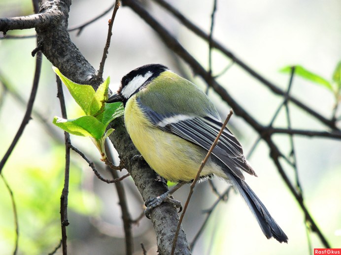 Синица Parus Major