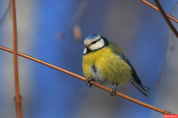 Птичка синица лазоревка