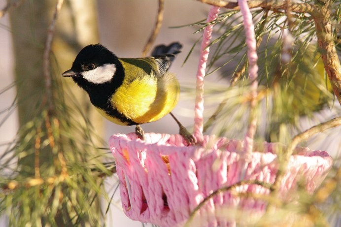 Синичка в корзинке