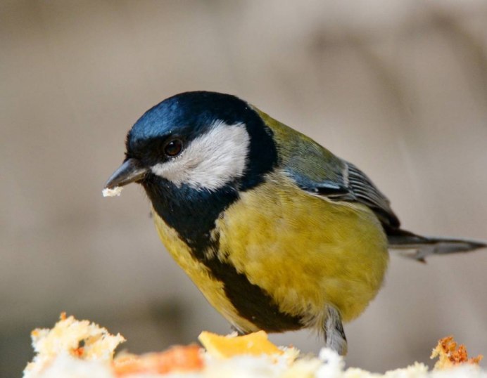 Синица Parus Major