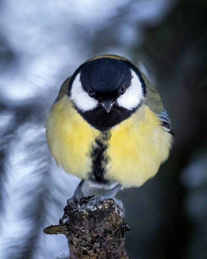 Синичка в анфас