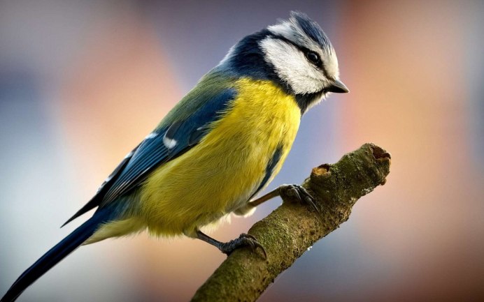 Синица лазоревка