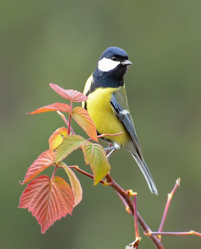 Синица лазоревка