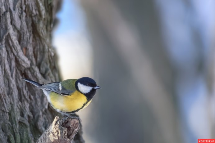 Синдская синица