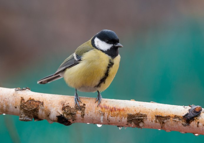 Синица биотоп